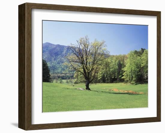 Tennessee, Great Smoky Mts National Park, Springin a Meadow in the Smoky Mts-Christopher Talbot Frank-Framed Premium Photographic Print