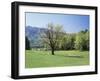 Tennessee, Great Smoky Mts National Park, Springin a Meadow in the Smoky Mts-Christopher Talbot Frank-Framed Premium Photographic Print
