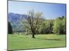 Tennessee, Great Smoky Mts National Park, Springin a Meadow in the Smoky Mts-Christopher Talbot Frank-Mounted Premium Photographic Print