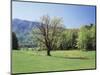 Tennessee, Great Smoky Mts National Park, Springin a Meadow in the Smoky Mts-Christopher Talbot Frank-Mounted Photographic Print