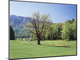 Tennessee, Great Smoky Mts National Park, Springin a Meadow in the Smoky Mts-Christopher Talbot Frank-Mounted Photographic Print