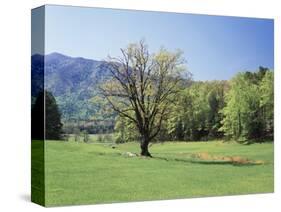 Tennessee, Great Smoky Mts National Park, Springin a Meadow in the Smoky Mts-Christopher Talbot Frank-Stretched Canvas