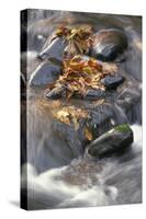 Tennessee Maple leaf in stream - Great Smoky Mountains, USA.-David Hosking-Stretched Canvas