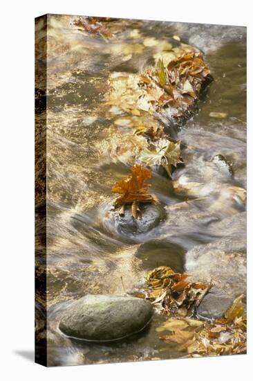 Tennessee Maple leaf in stream - Great Smoky Mountains, USA.-David Hosking-Stretched Canvas