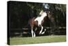 Tennessee Walker 001-Bob Langrish-Stretched Canvas