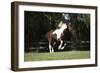 Tennessee Walker 001-Bob Langrish-Framed Photographic Print