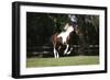 Tennessee Walker 001-Bob Langrish-Framed Photographic Print