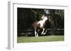 Tennessee Walker 001-Bob Langrish-Framed Photographic Print