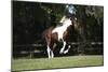 Tennessee Walker 001-Bob Langrish-Mounted Photographic Print