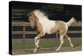 Tennessee Walker 002-Bob Langrish-Stretched Canvas