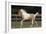 Tennessee Walker 002-Bob Langrish-Framed Photographic Print