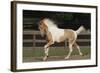 Tennessee Walker 002-Bob Langrish-Framed Photographic Print