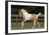 Tennessee Walker 002-Bob Langrish-Framed Photographic Print