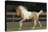 Tennessee Walker 002-Bob Langrish-Stretched Canvas