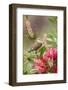 Tennessee Warbler (Vermivora peregrina) foraging for insects-Larry Ditto-Framed Photographic Print