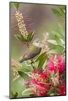 Tennessee Warbler (Vermivora peregrina) foraging for insects-Larry Ditto-Mounted Photographic Print