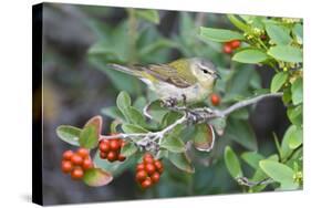 Tennessee Warbler (Vermivora Peregrina) on Fiddlewood, Texas, USA-Larry Ditto-Stretched Canvas