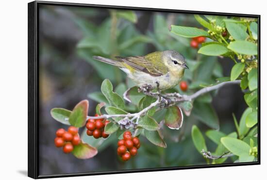 Tennessee Warbler (Vermivora Peregrina) on Fiddlewood, Texas, USA-Larry Ditto-Framed Photographic Print