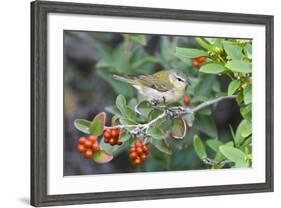 Tennessee Warbler (Vermivora Peregrina) on Fiddlewood, Texas, USA-Larry Ditto-Framed Photographic Print