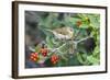 Tennessee Warbler (Vermivora Peregrina) on Fiddlewood, Texas, USA-Larry Ditto-Framed Photographic Print