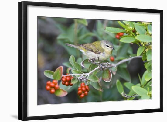 Tennessee Warbler (Vermivora Peregrina) on Fiddlewood, Texas, USA-Larry Ditto-Framed Photographic Print