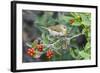 Tennessee Warbler (Vermivora Peregrina) on Fiddlewood, Texas, USA-Larry Ditto-Framed Photographic Print