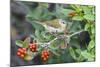 Tennessee Warbler (Vermivora Peregrina) on Fiddlewood, Texas, USA-Larry Ditto-Mounted Photographic Print