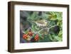 Tennessee Warbler (Vermivora Peregrina) on Fiddlewood, Texas, USA-Larry Ditto-Framed Photographic Print