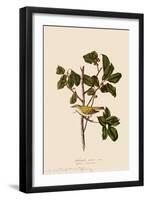 Tennessee Warbler-John James Audubon-Framed Giclee Print