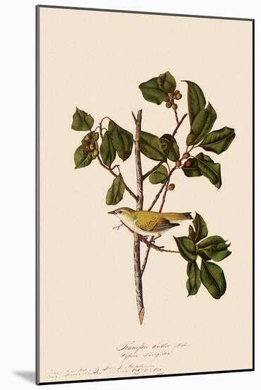 Tennessee Warbler-John James Audubon-Mounted Giclee Print