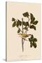 Tennessee Warbler-John James Audubon-Stretched Canvas