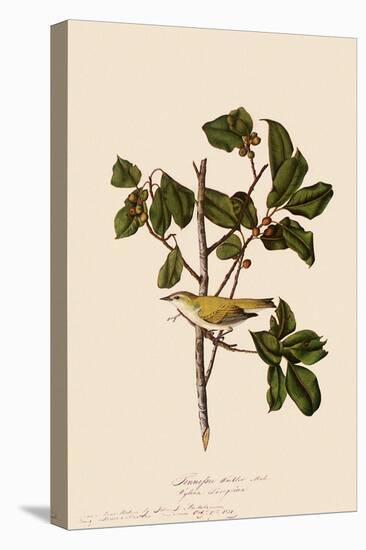 Tennessee Warbler-John James Audubon-Stretched Canvas