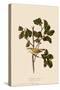 Tennessee Warbler-John James Audubon-Stretched Canvas