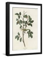 Tennessee Warbler-null-Framed Giclee Print