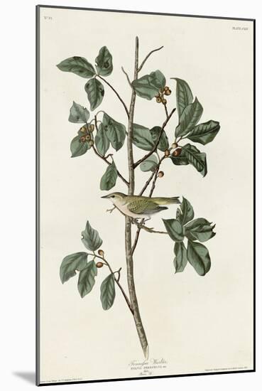 Tennessee Warbler-null-Mounted Giclee Print