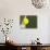 Tennis ball on white boundary stripe-Monalyn Gracia-Photographic Print displayed on a wall