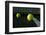 Tennis Balls on the Court close up with the Net Beyond-33ft-Framed Photographic Print