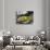 Tennis Still Life-null-Photographic Print displayed on a wall