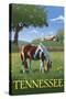 Tennsesse - Horse in Field-Lantern Press-Stretched Canvas