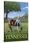 Tennsesse - Horse in Field-Lantern Press-Stretched Canvas