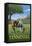 Tennsesse - Horse in Field-Lantern Press-Framed Stretched Canvas