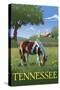 Tennsesse - Horse in Field-Lantern Press-Stretched Canvas