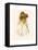 Tennyson's Madeline-Marcus Stone-Framed Stretched Canvas