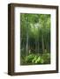 Tenryu-Ji Temple Garden Bamboo Grove with Under-Planting in Summer, Arashiyama, Kyoto, Japan, Asia-Eleanor Scriven-Framed Photographic Print