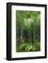 Tenryu-Ji Temple Garden Bamboo Grove with Under-Planting in Summer, Arashiyama, Kyoto, Japan, Asia-Eleanor Scriven-Framed Photographic Print