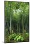 Tenryu-Ji Temple Garden Bamboo Grove with Under-Planting in Summer, Arashiyama, Kyoto, Japan, Asia-Eleanor Scriven-Mounted Photographic Print