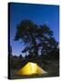 Tent Illuminated Under the Night Sky, Rocky Mountain National Park, Colorado, USA-Christian Kober-Stretched Canvas