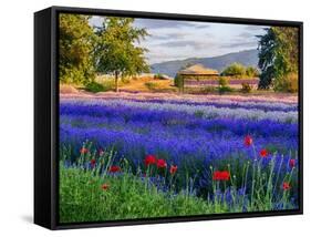 Tent in Lavender Field-Terry Eggers-Framed Stretched Canvas