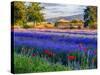 Tent in Lavender Field-Terry Eggers-Stretched Canvas