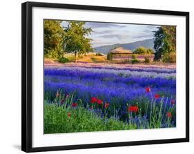 Tent in Lavender Field-Terry Eggers-Framed Photographic Print